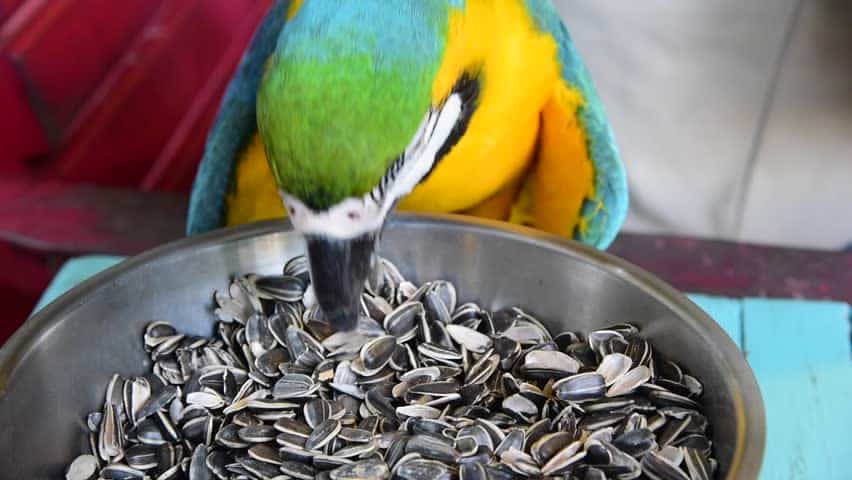 Parakeet Eating Sunflower Seeds