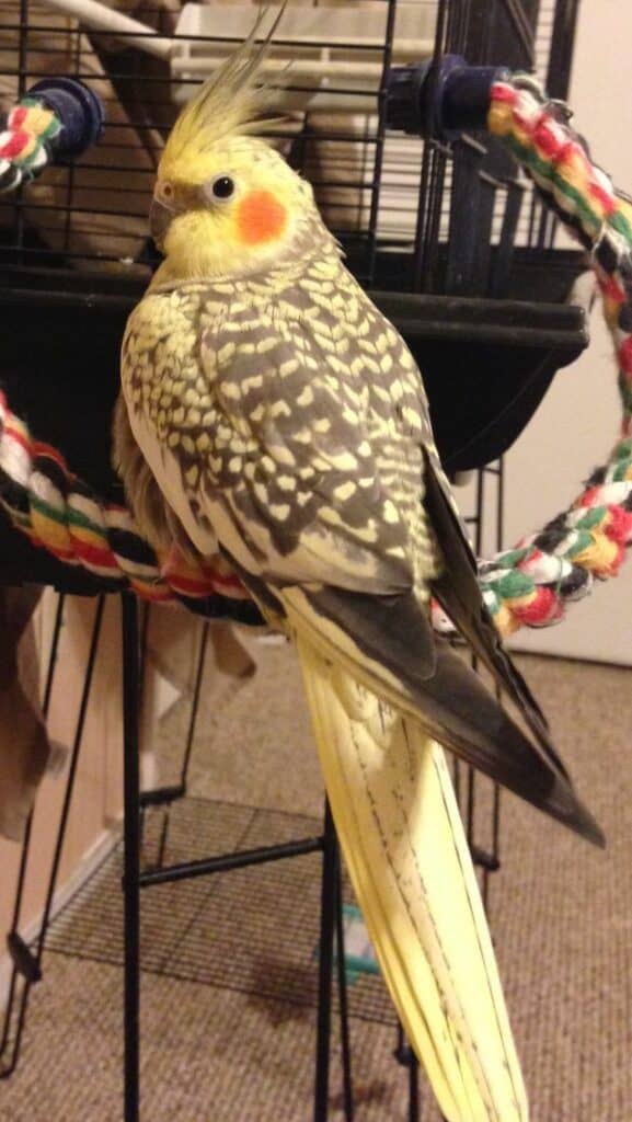 Pearl Cockatiel