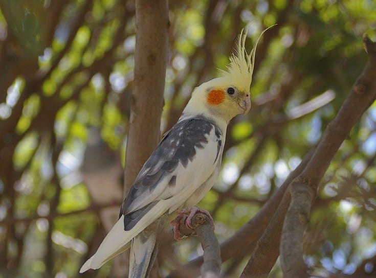 Pied Cockatiel