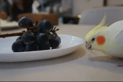 Cockatiel Eating Grapes