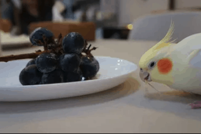 Cockatiel Eating Grapes