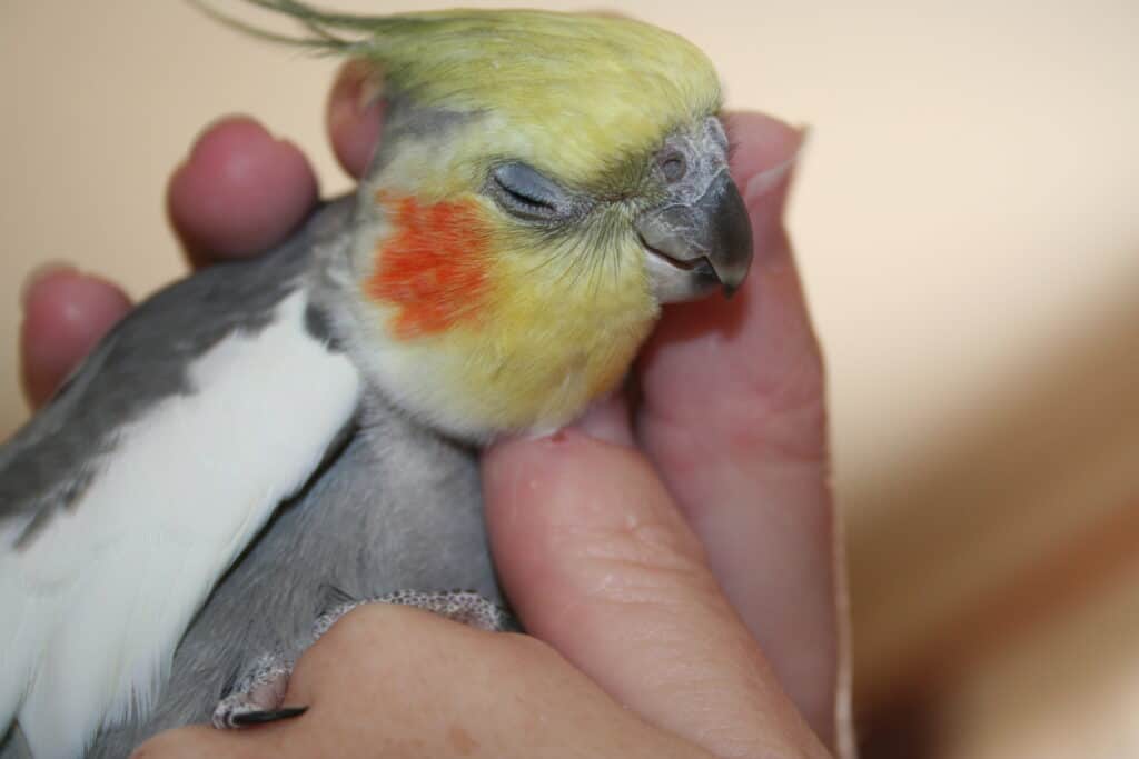 Taming a Cockatiel