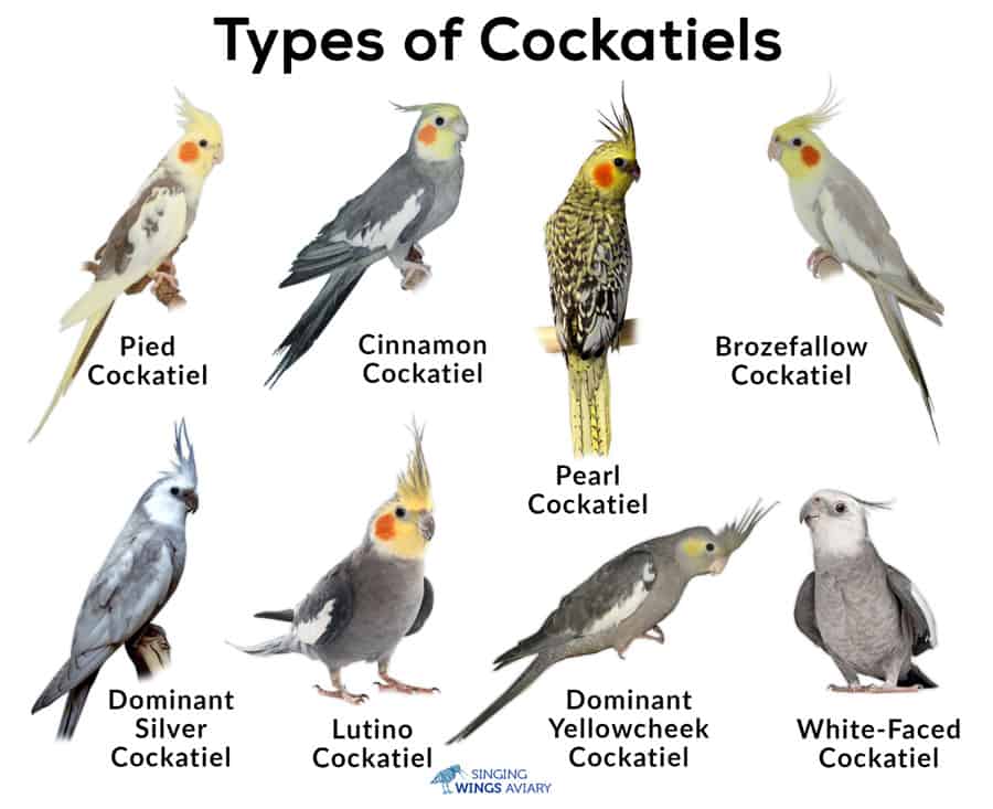 Types of Cockatiels Breeds