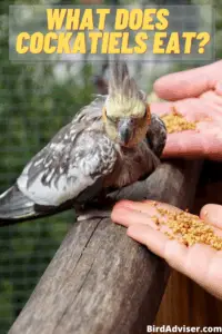What Does Cockatiels Eat