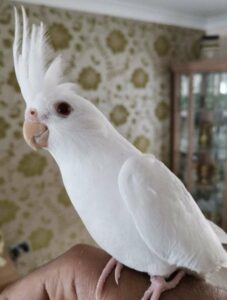 White Cockatiel