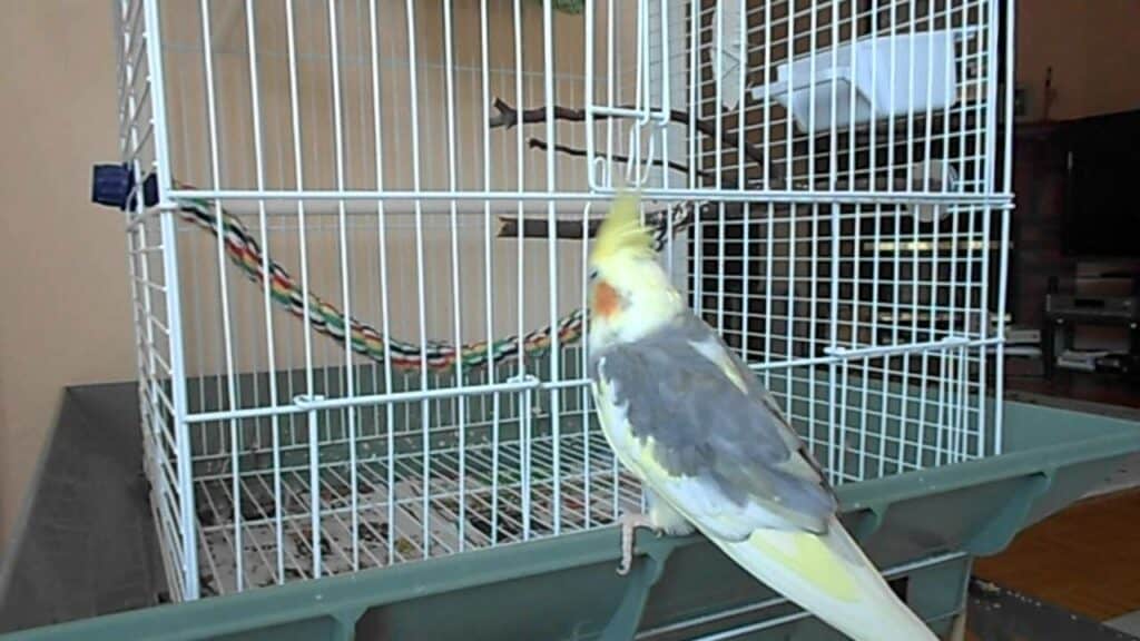 cockatiel outside cage