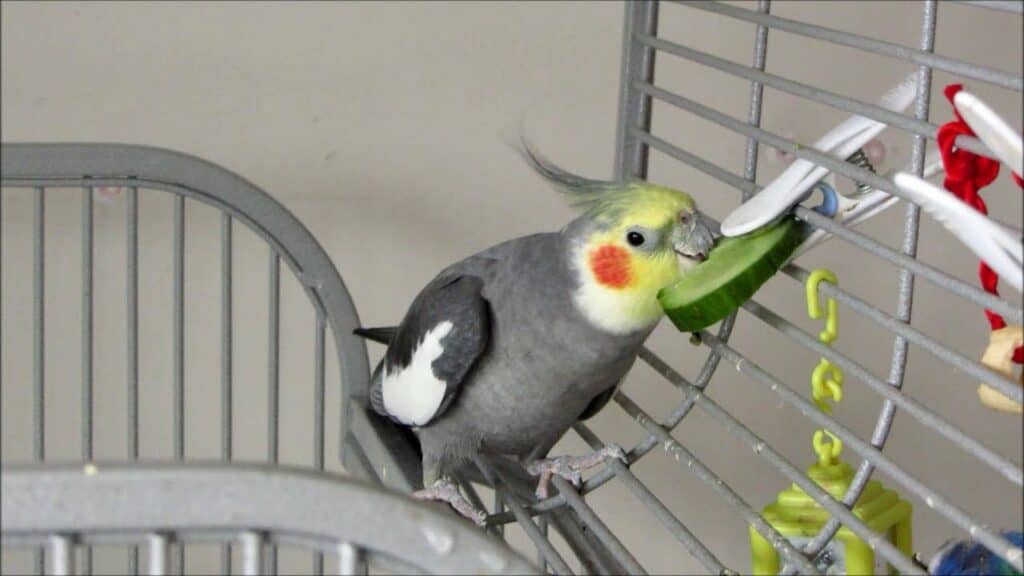 Can Cockatiels Eat Cucumber