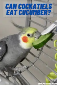 Can Cockatiels Eat Cucumber