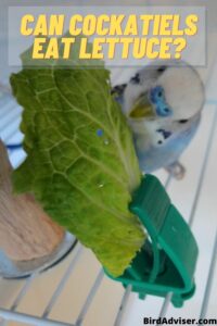 Can Cockatiels Eat Lettuce