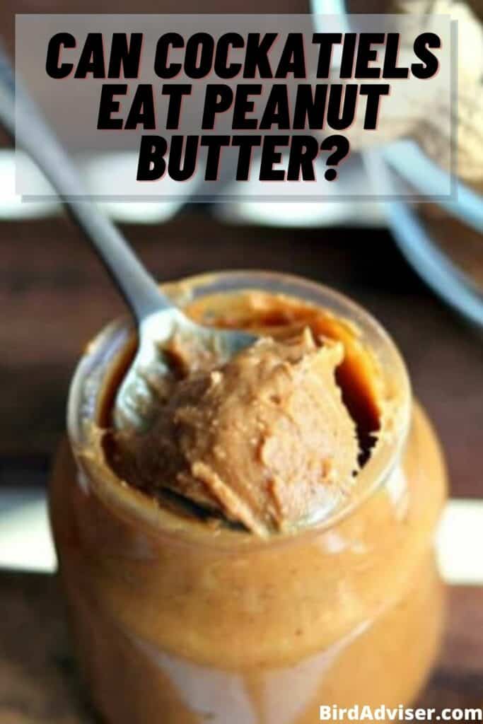 Can Cockatiels Eat Peanut Butter