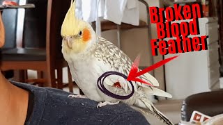 Cockatiel Blood Feather