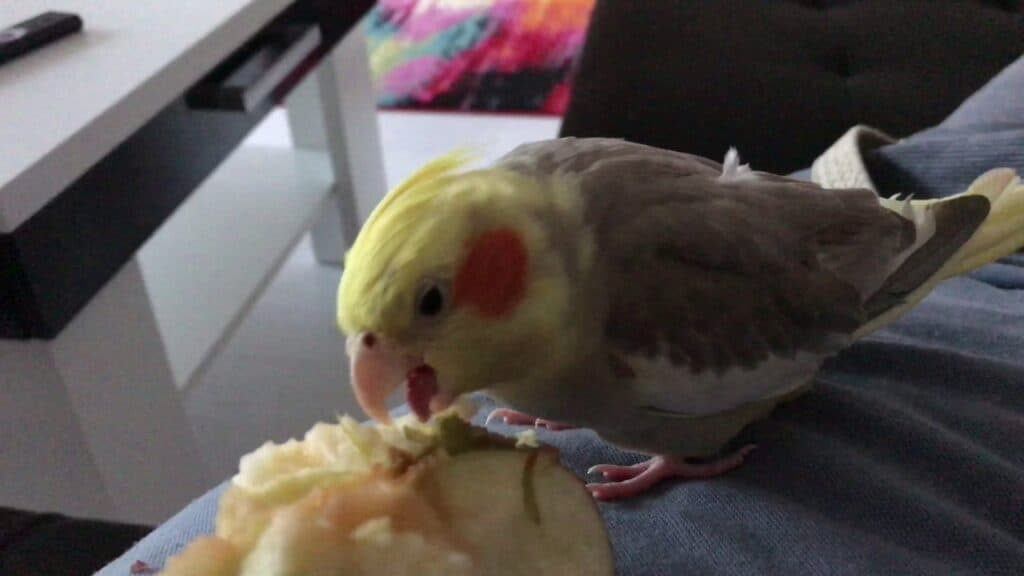 Cockatiel Eating Apple
