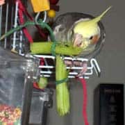 Cockatiel Eating Celery