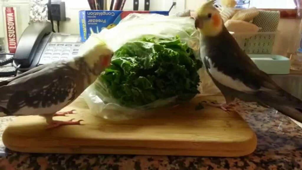 Cockatiels Eating Lettuce