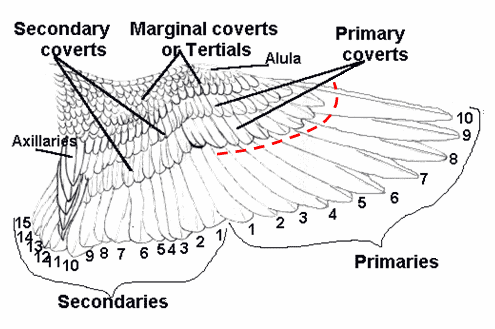 Cockatiels Wings