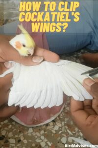 How to Clip Cockatiel's Wings