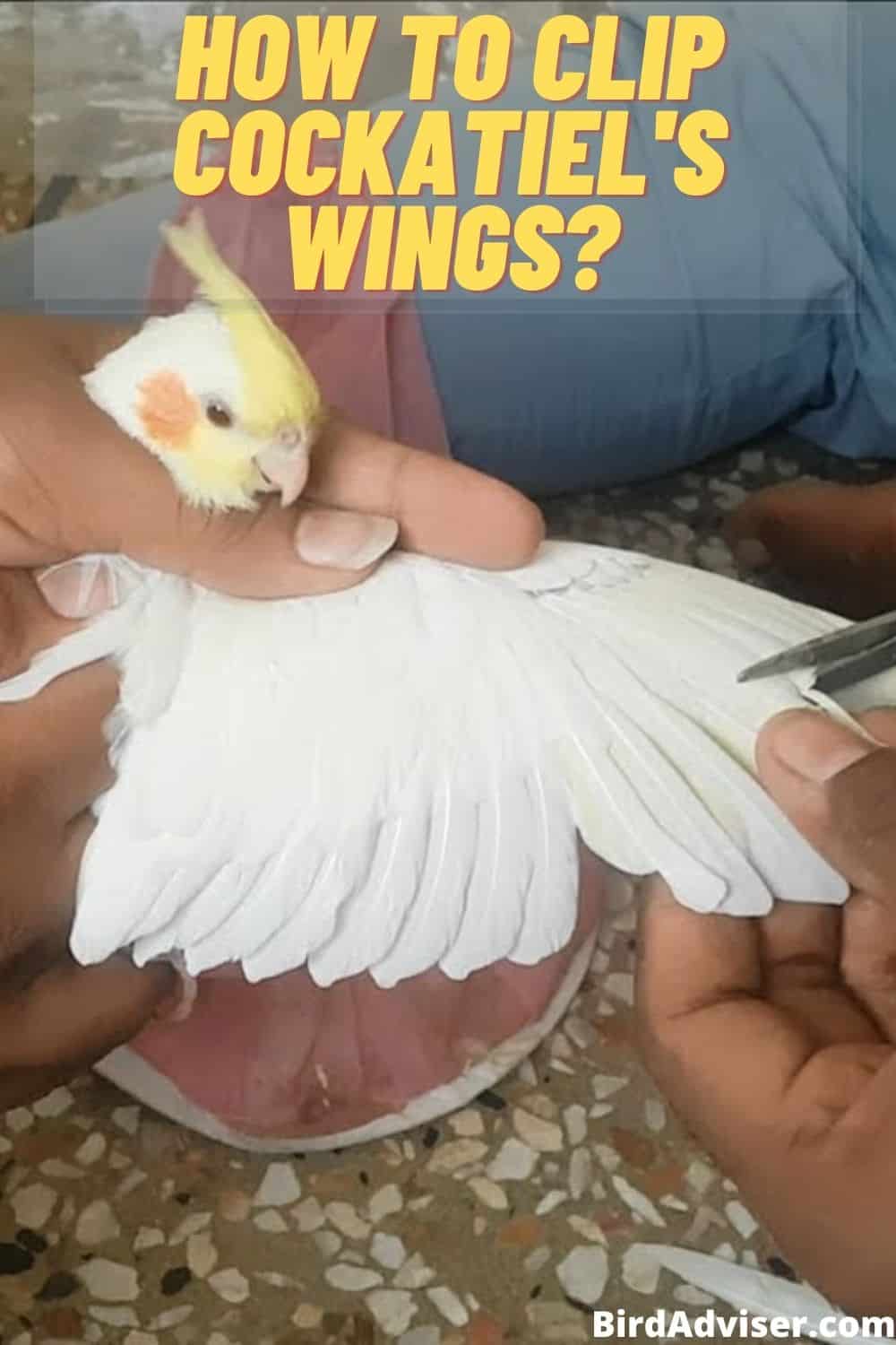 how to clip cockatiel wings