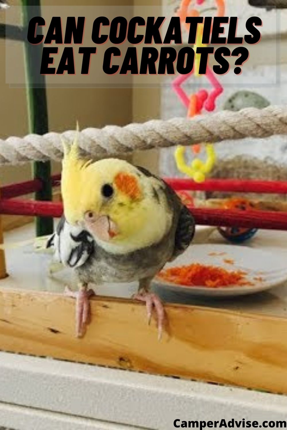 Can Cockatiels Eat Carrots? Is It Safe? (Updated 2024)