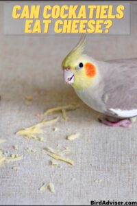 Can Cockatiels Eat Cheese