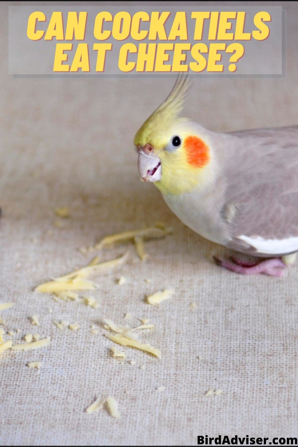 Can Cockatiels Eat Cheese? Is It Safe? (Updated 2024)