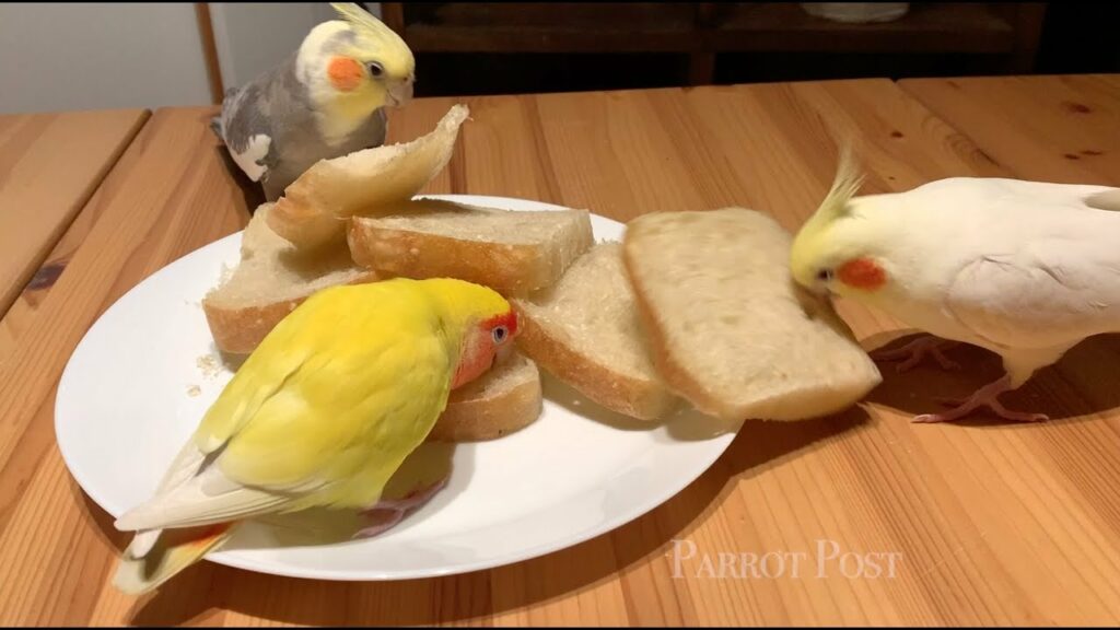 Can Cockatiels Eat Bread