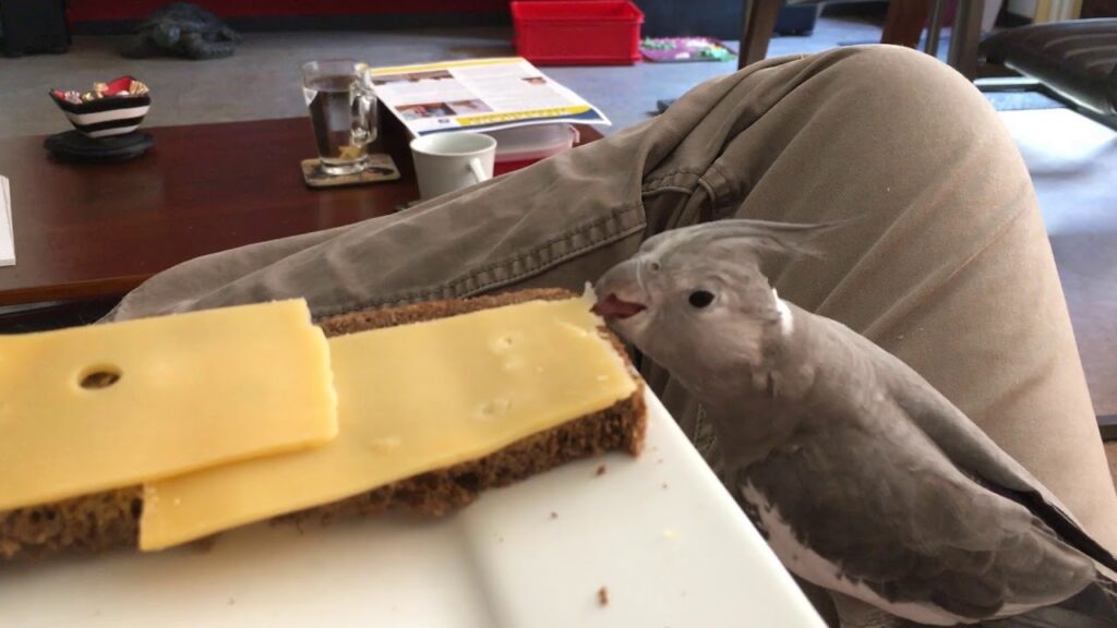 Cockatiel Cheese