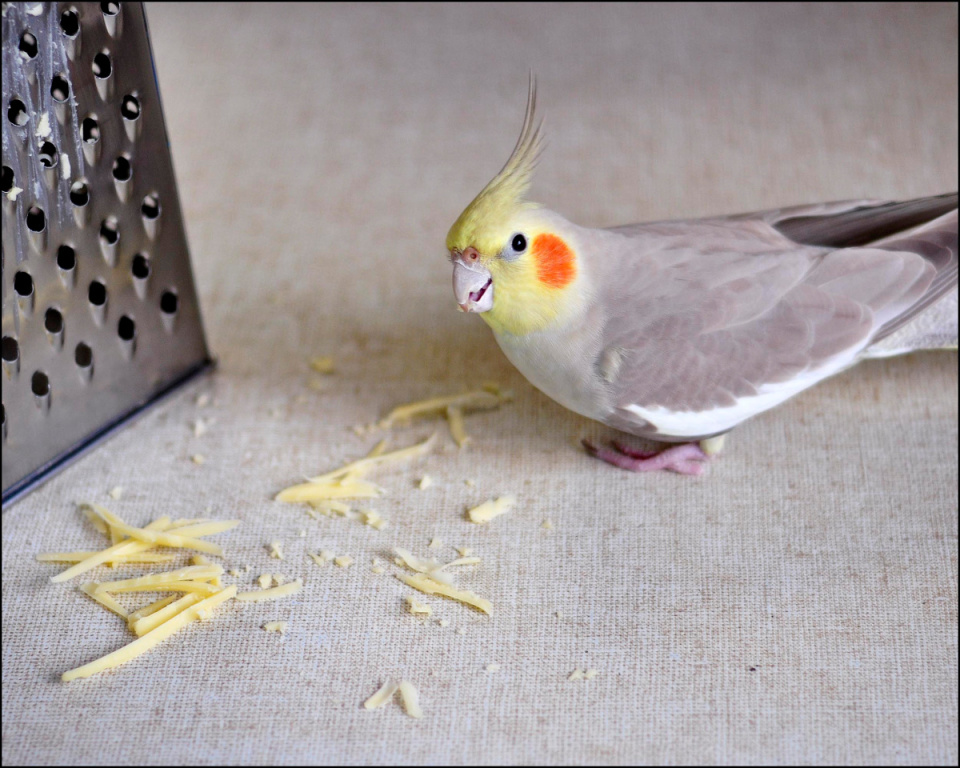 Cockatiel Eating Cheese