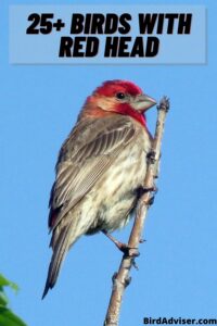 25+ Birds with Red Head