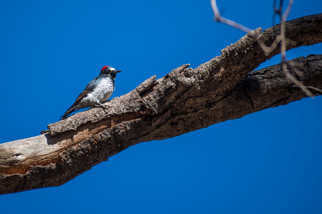 Acorn Woodpecker