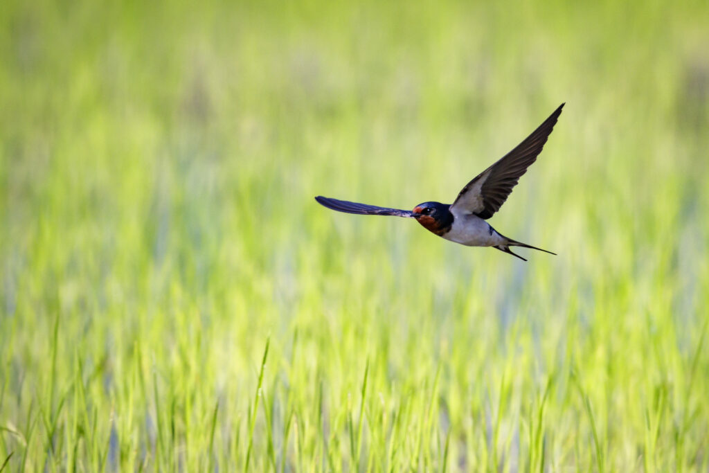 Barn Swallow