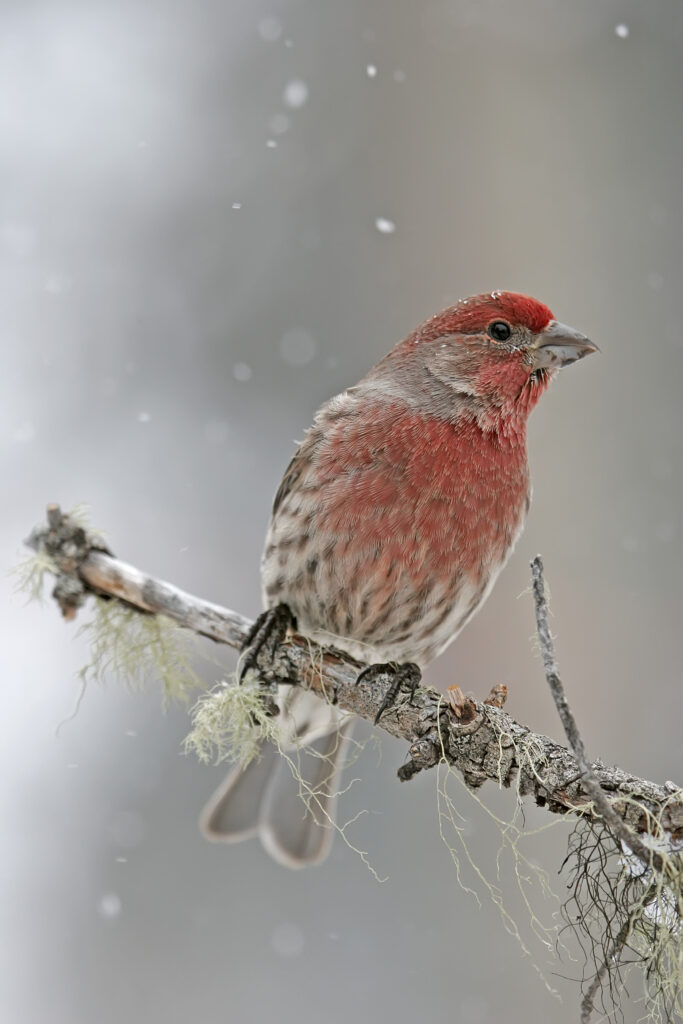 Cassin's Finch