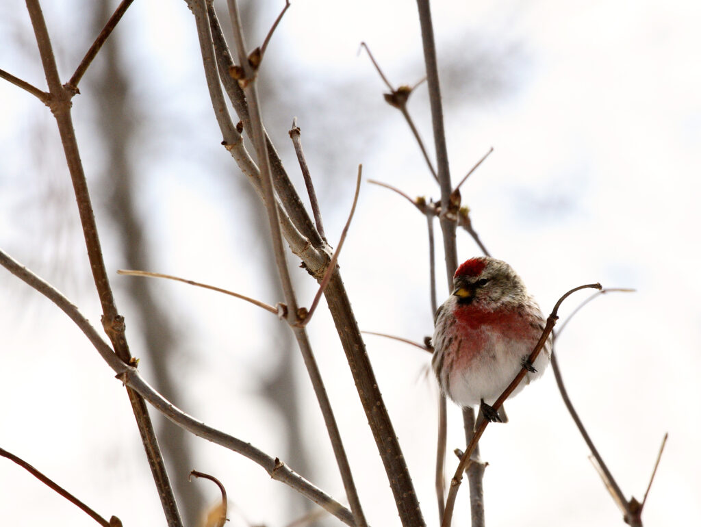 Common Redpoll