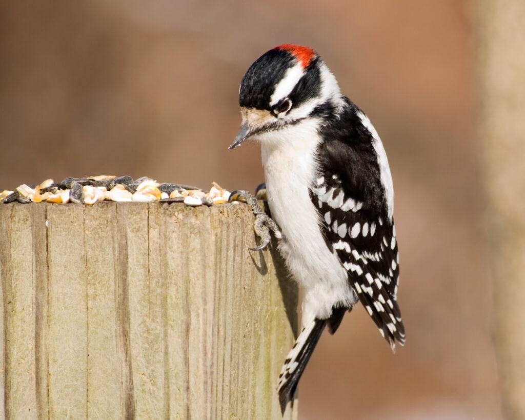 Downy Woodpecker