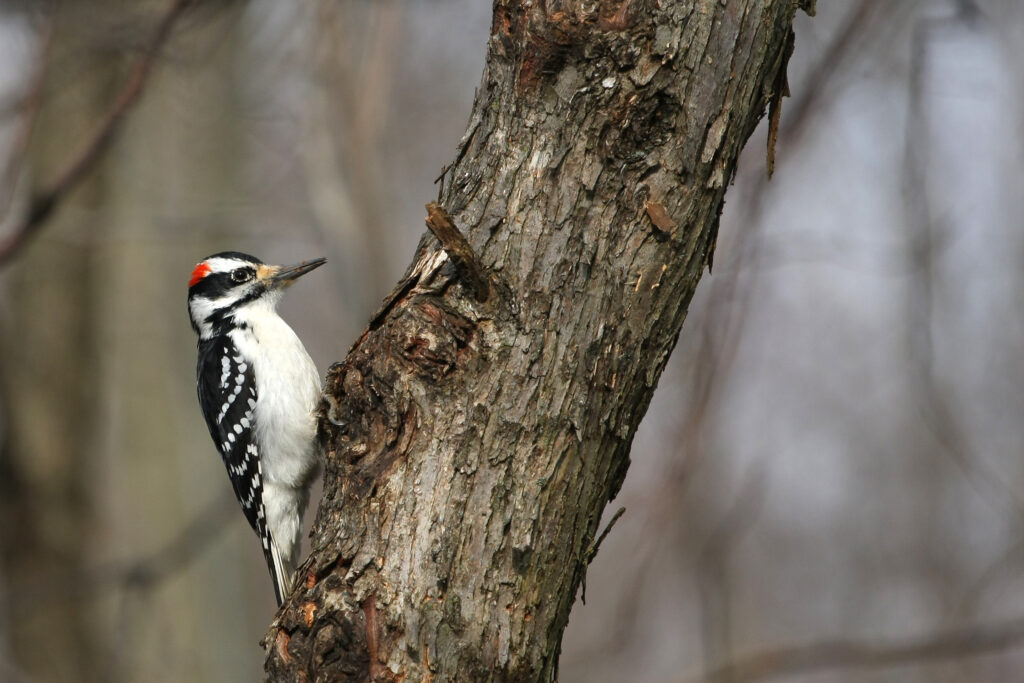 Hairy Woodpecker