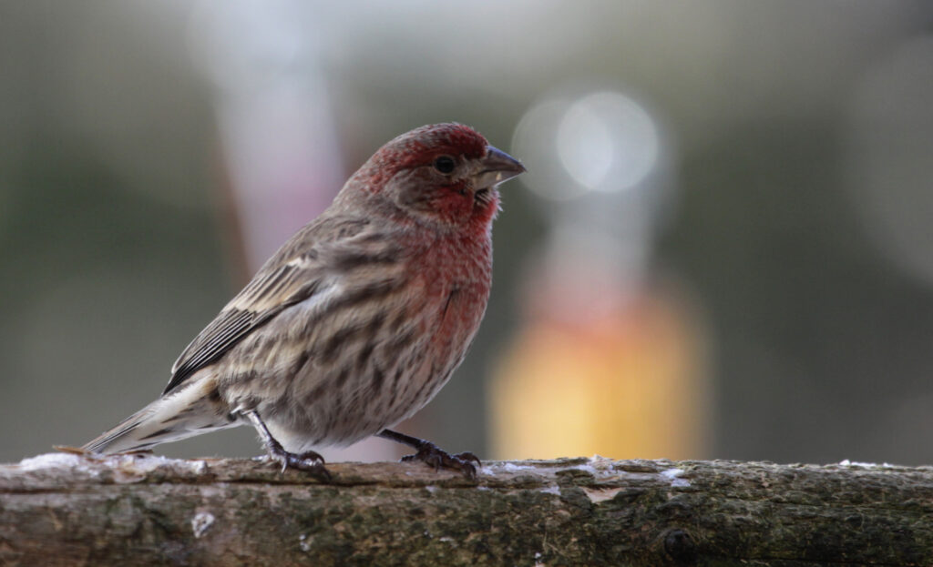 House Finch