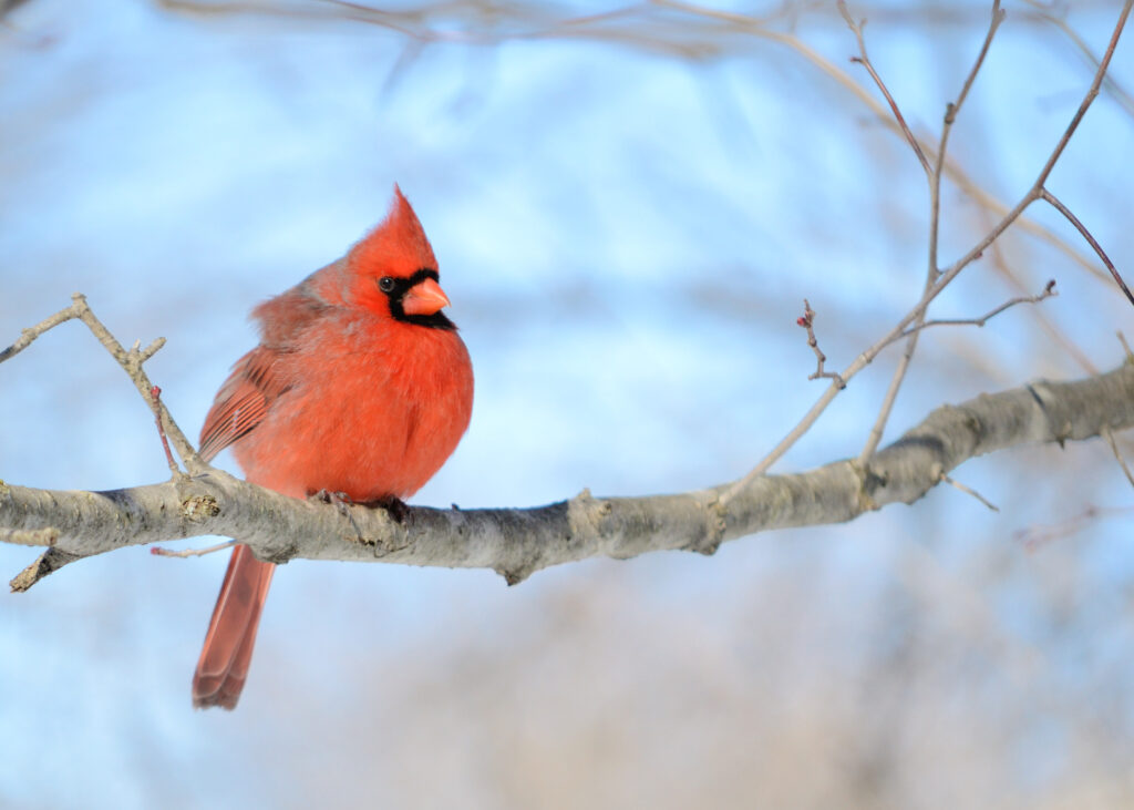 11 Types of Red Birds in North Carolina (NC) (with Pictures)