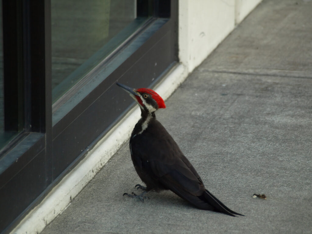 Pileated Woodpecker