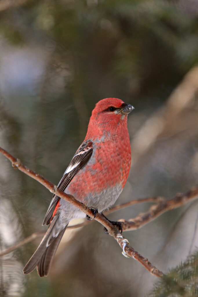 Pine Grosbeak