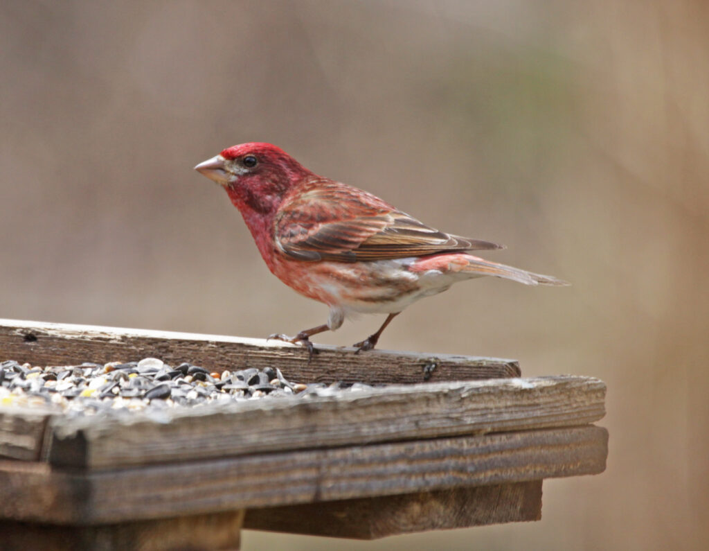 Purple Finch