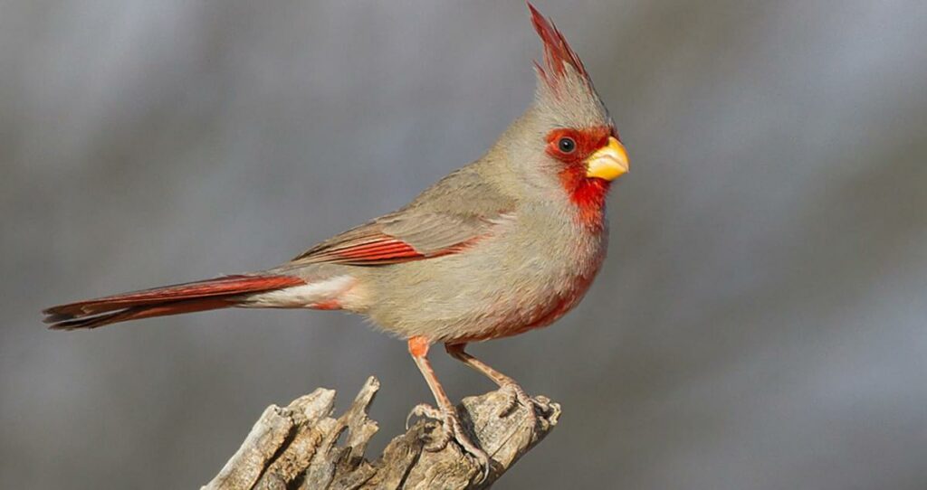 Pyrrhuloxia