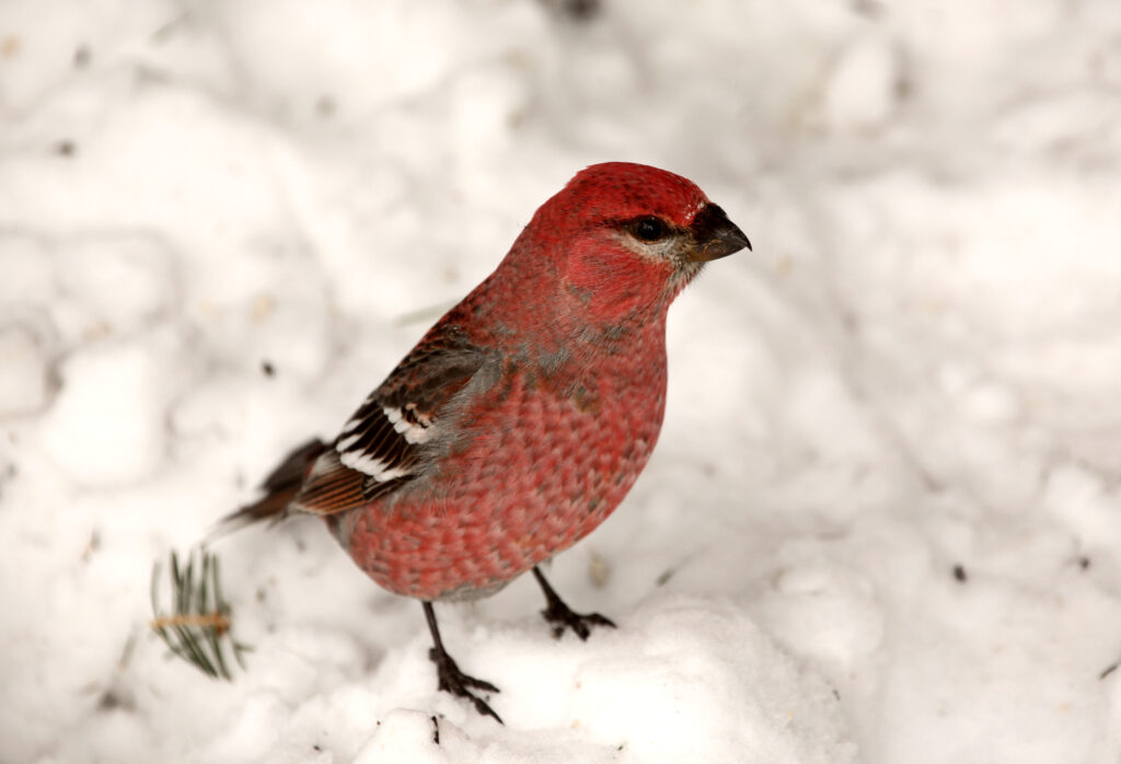 Red Crossbill