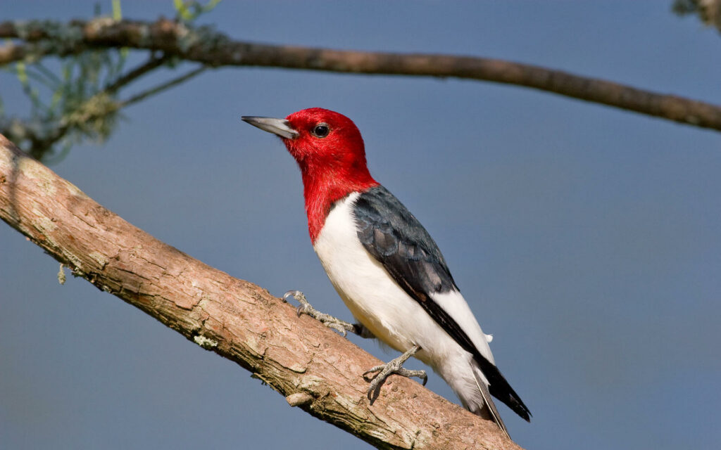 Red-Headed Woodpecker