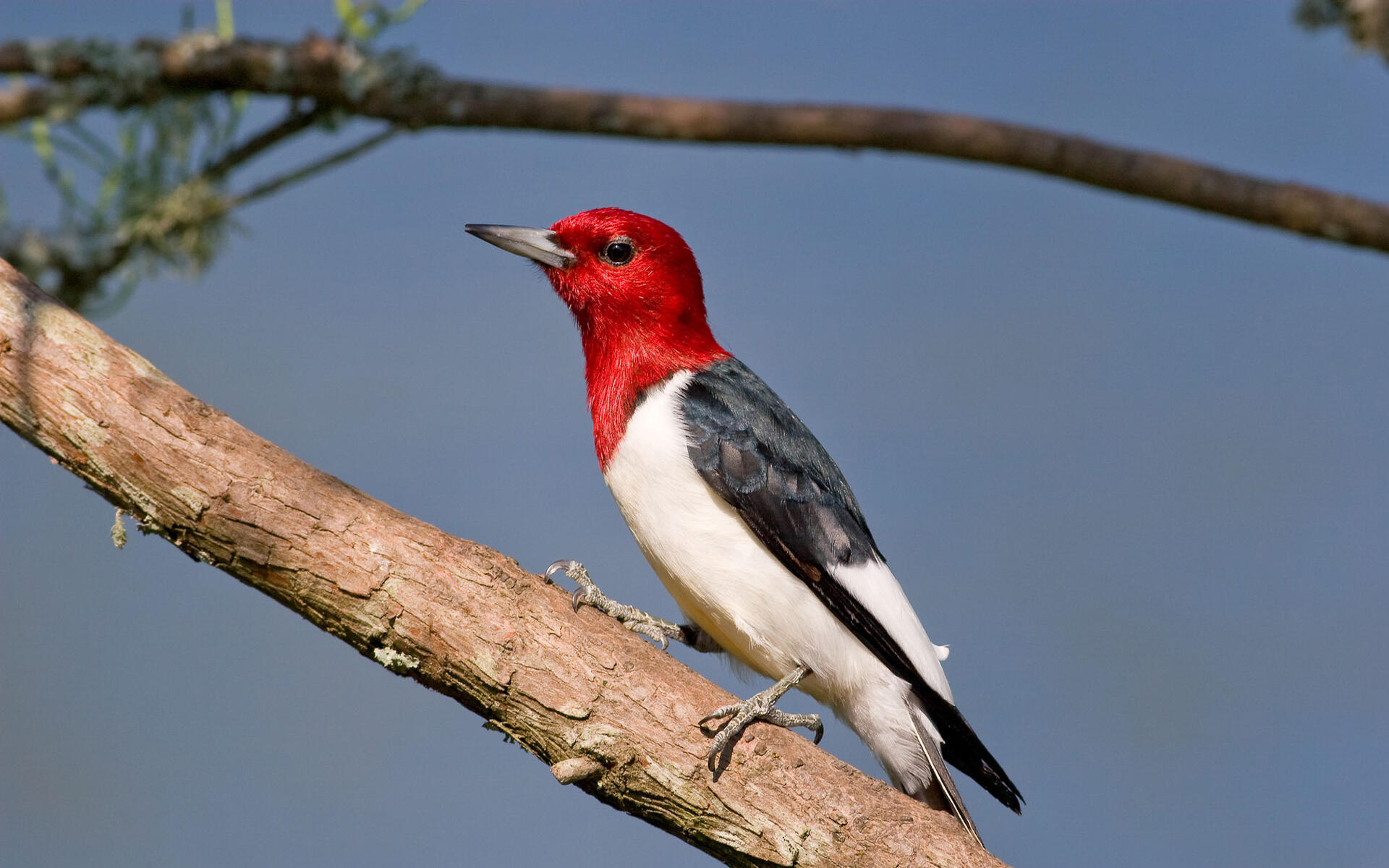 Red-headed Woodpecker