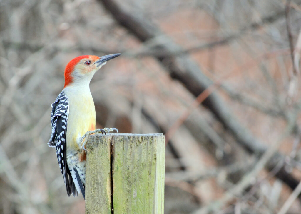 Red-bellied Woodpeckers