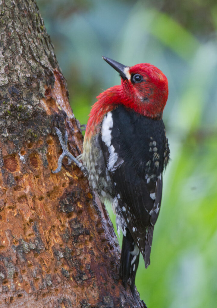 Red-breasted Sapsucker