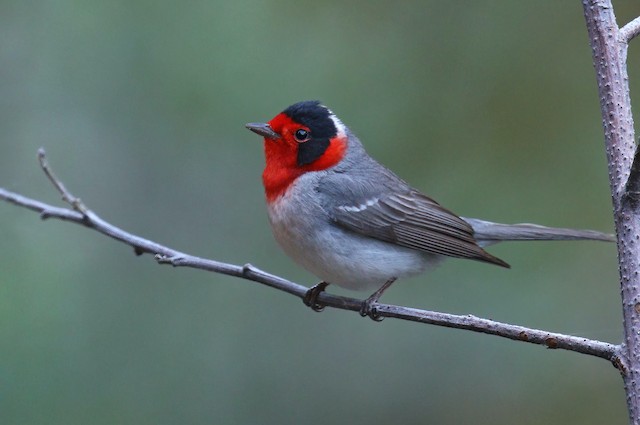 Red Warbler