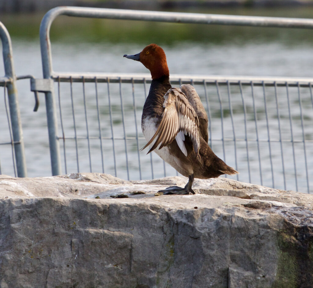 Redhead Duck