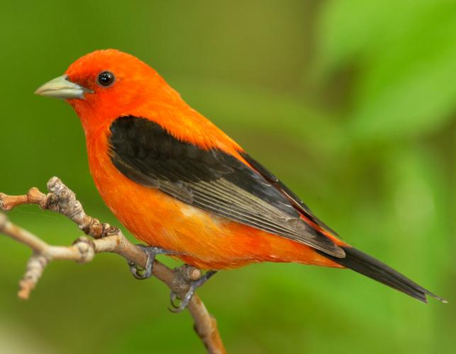 Female Scarlet Tanager