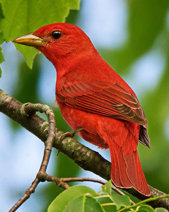 Male Summer Tanager