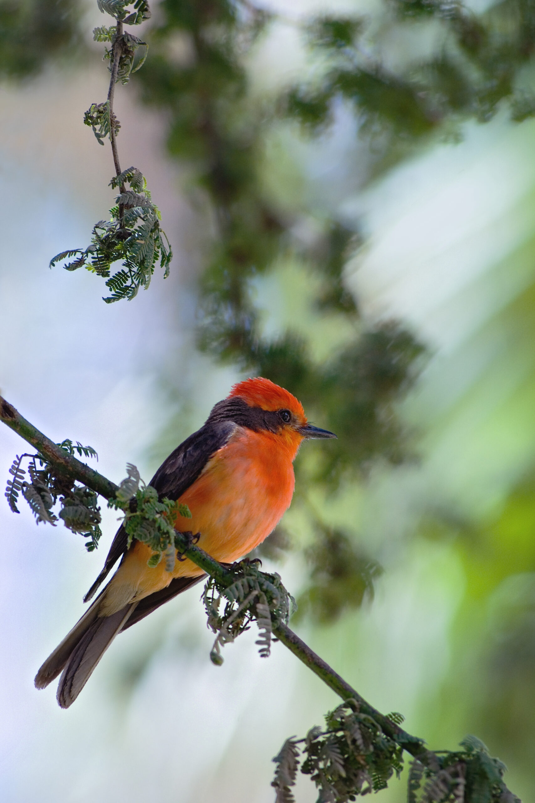 Vermilion Flycatcher